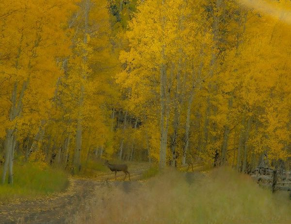 Theodore, George and Marilu 아티스트의 USA-Colorado-Fall colors작품입니다.